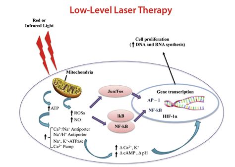low level laser therapy stirling|Review on the Cellular Mechanisms of Low.